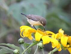 Rwenzori Double-collared Sunbird