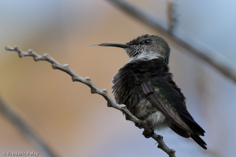 Vervain Hummingbird male adult, identification