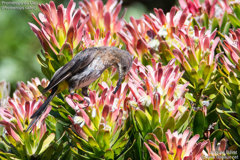 Cape Sugarbird female adult transition