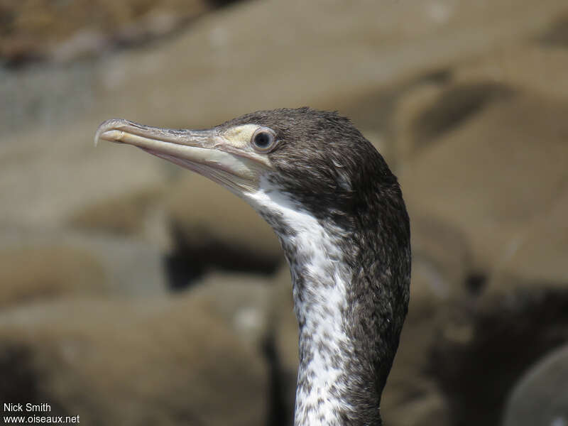 Australian Pied Cormorantjuvenile, close-up portrait