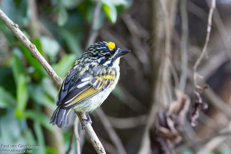 Yellow-fronted Tinkerbirdadult, identification