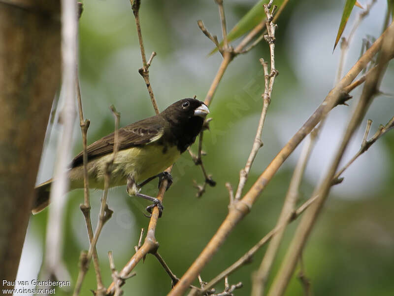 Yellow-bellied Seedeater male adult, habitat, pigmentation
