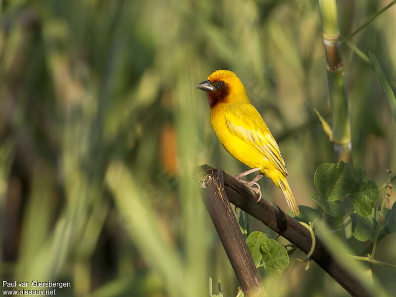 Southern Brown-throated Weaver male adult breeding, identification