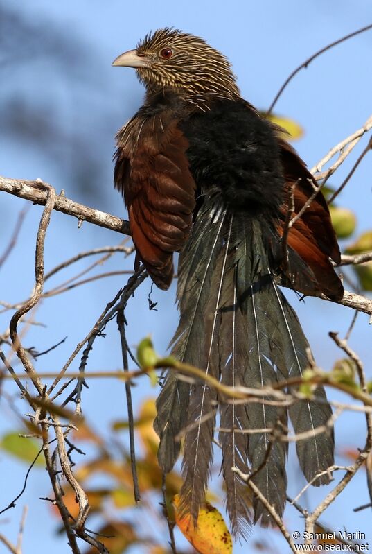 Coucal toulouadulte