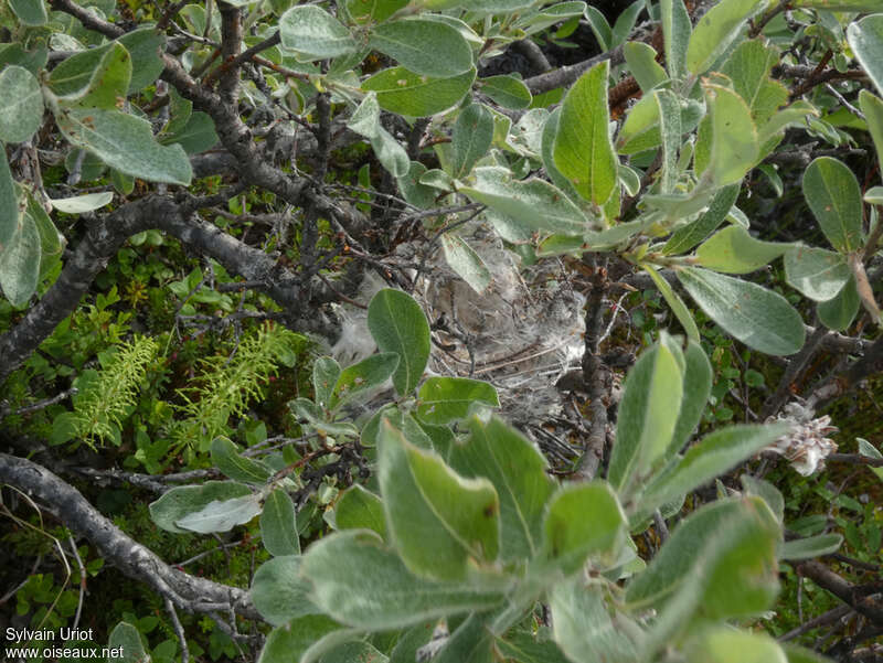 Lapland Longspur, Reproduction-nesting