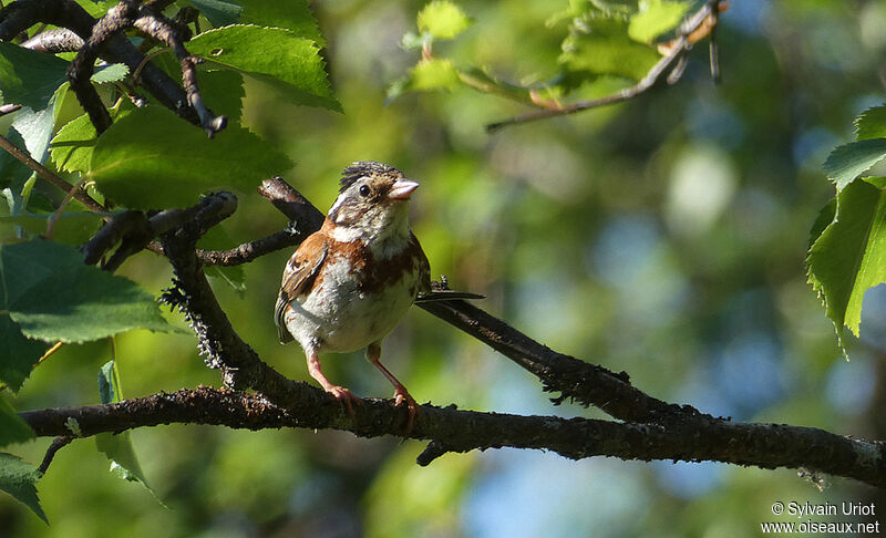 Rustic Bunting male adult