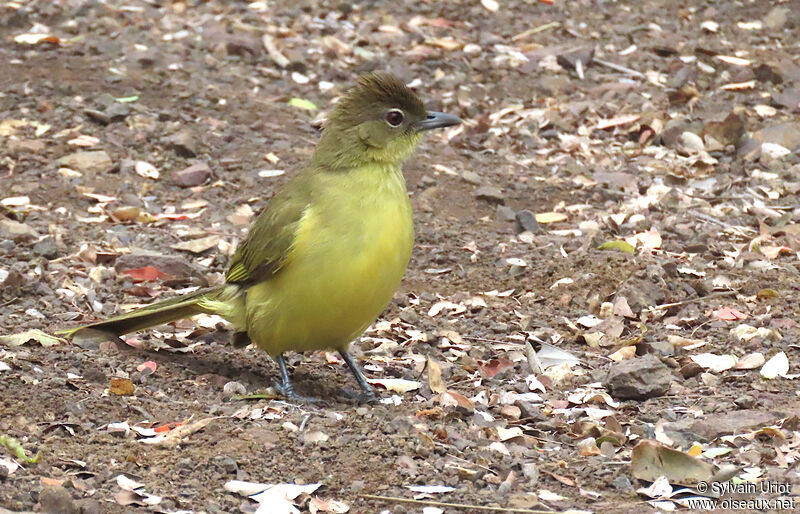 Yellow-bellied Greenbuladult