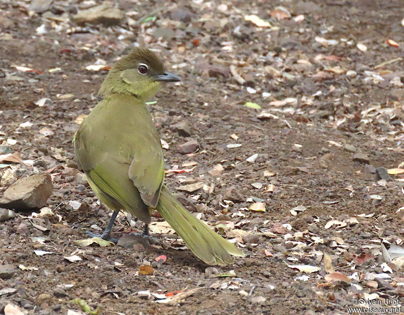 Yellow-bellied Greenbuladult