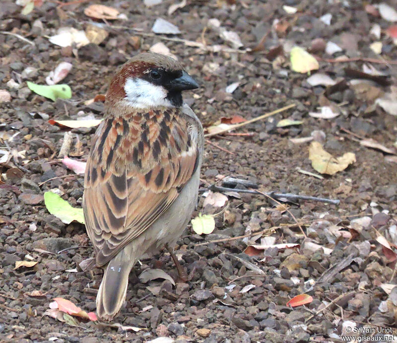 House Sparrow male adult transition
